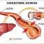 cholesterol itinerary