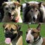 dogs
