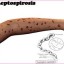 infection caused by leptospirosis