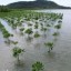 mangrove restoration work
