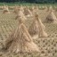 rice straw stacks