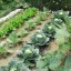 vegetable gardening