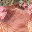 hens with big combs and dense body masses