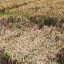image of rice crop lodging