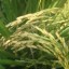 rice self sufficiency