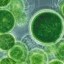 algae as aquafeed