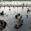 mangrove reforestation