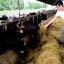 philippine carabao center livestock