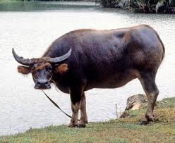 Is Carabao Meat Much Better Than Cow's Meat? - Ideas Galore