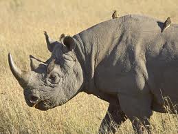 are rhinos extinct